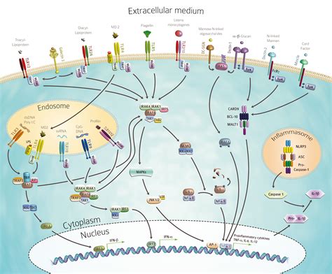 Immune System And Response Natural Defence Cell Mediated