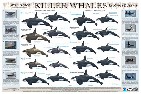 "Why are there so many different types of killer whales?" - Eagle Wing ...