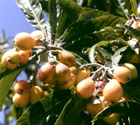 Organic Loquat – Real Fresh Veg