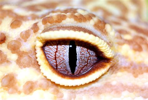 Gecko Eye Reptiles - Free photo on Pixabay - Pixabay