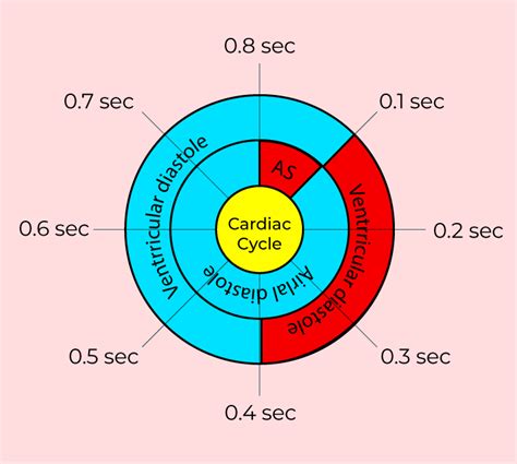 Cardiac Cycle - Diagram, Physiology, Phases of Cardiac Cycle