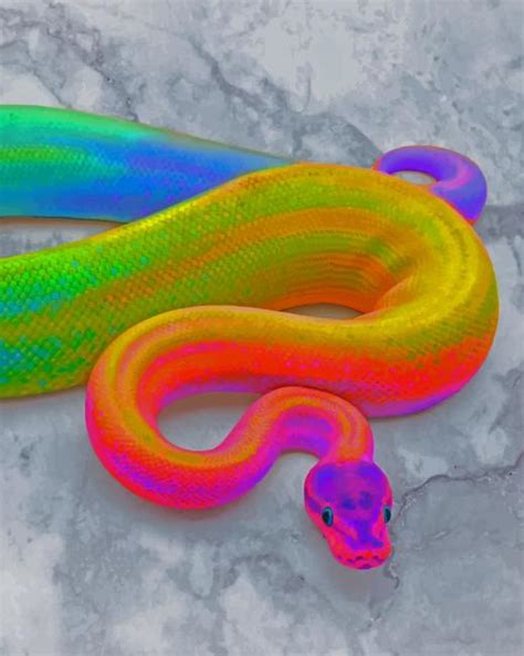 Rainbow Snake Paint By Numbers - Numeral Paint Kit