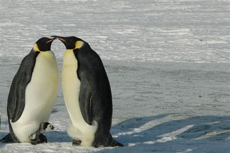 Penguin Couple Pictures