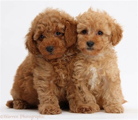 Dogs: Two cute red Toy Poodle puppies photo - WP39329