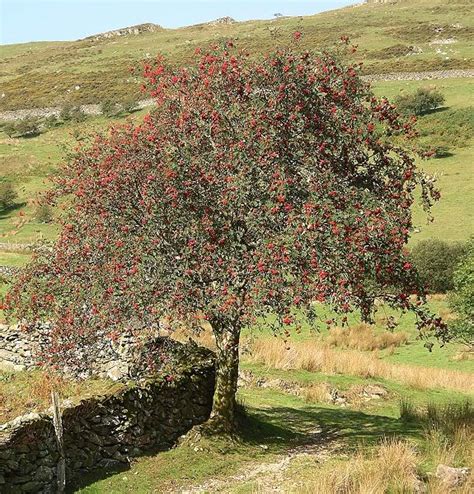 Mountain Ash Tree, Pictures, Images & Facts on Mountain Ash Trees