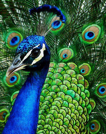 The meaning and symbolism of the word - «Peacock»