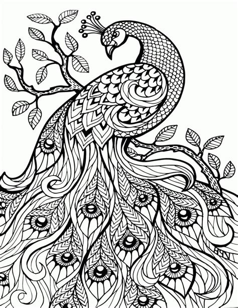 Peacock Coloring Pages | K5 Worksheets