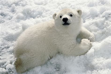 Polar Bear Cub Playing In Snow Alaska Photograph by Mark Newman