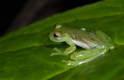 Glass Frog | Sean Crane Photography