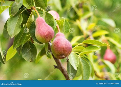 European Pear or Common Pear on Tree Branch Stock Image - Image of freshness, agriculture: 121578511