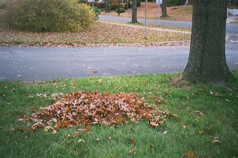 Leaf Pile | I look forward to raking my mother-in-law's yard… | Flickr