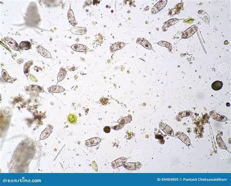 Freshwater Aquatic Zooplankton And Algae Under Microscope View Stock ...