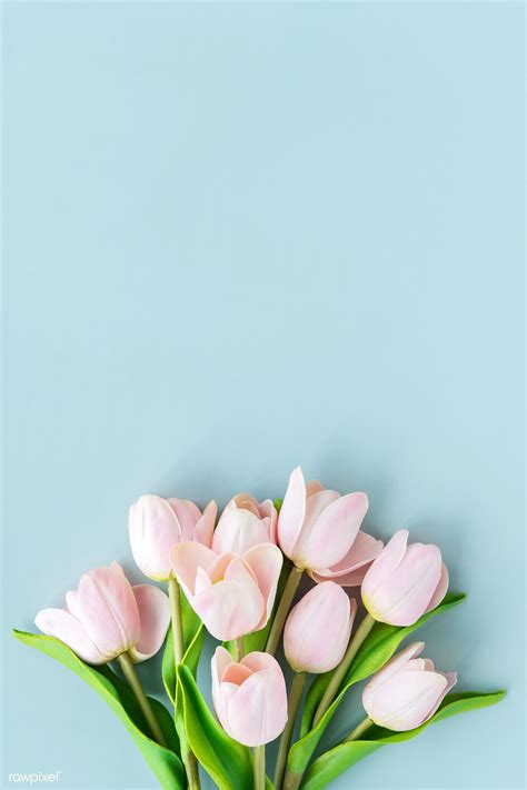 Pink Tulip on Blue Background Template