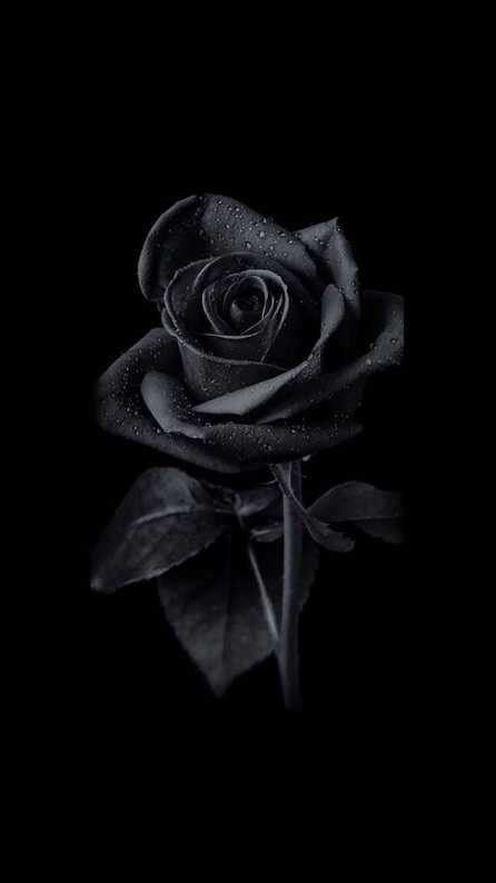 HD 4K black flower mobile wallpaper Wallpapers for Mobile