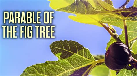 Parable Of Fig Tree | Images and Photos finder