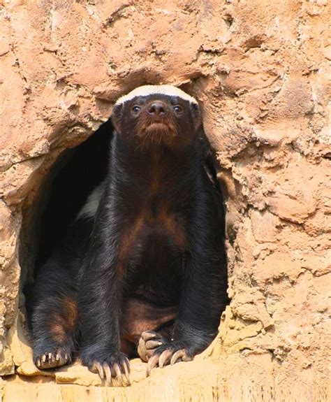 Honey Badger Facts - Animal Facts Encyclopedia