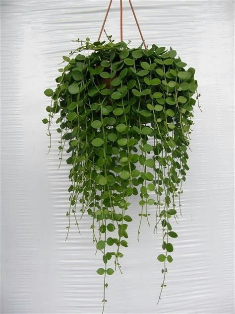 Simple Trailing Vines For Hanging Baskets 24 Planter