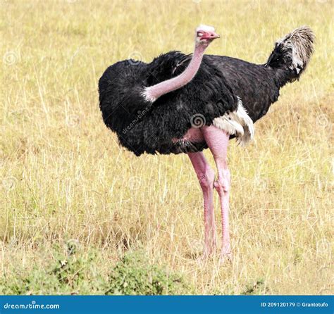 Ostrich in Africa stock image. Image of neck, nature - 209120179