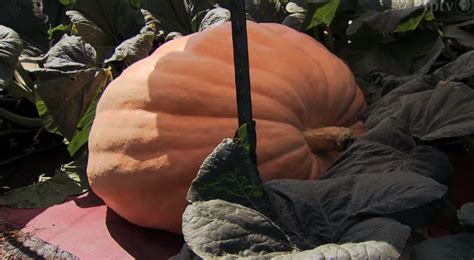 How to grow a giant pumpkin for a giant pumpkin contest – The Kid Should See This