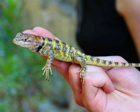 25 Lizards In Nevada (Pictures and Identification)