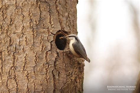 Birding in Southern Norway - birdwatchingnorway - birdwatchingnorway