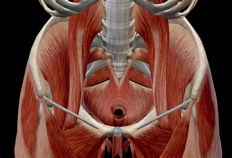 pelvic pain pelvic floor kegel physiotherapist