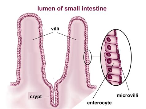 How is the structure of a villi in the small intestine related to its ...