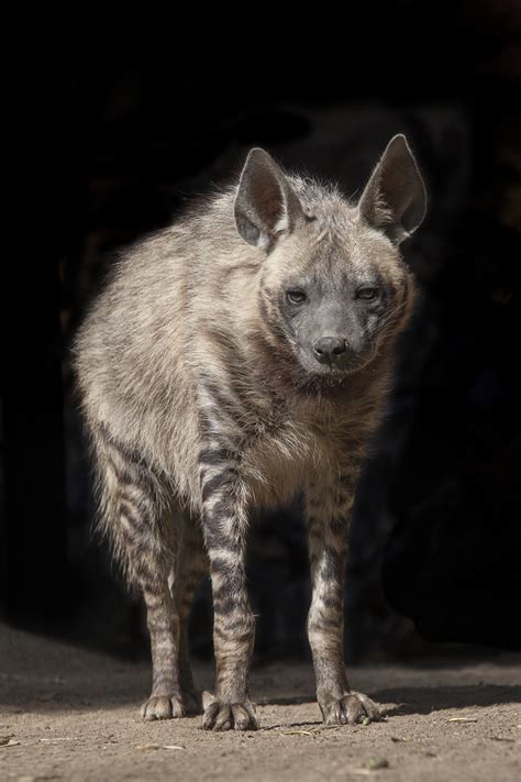 Although dog-like in appearance, the hyena is more...