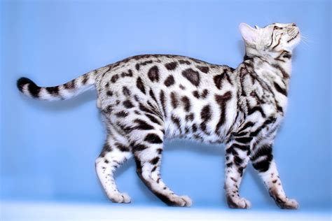 Silver Bengal Cat Breed: Profile, Traits, Facts, Care, Groom - Mammal Age