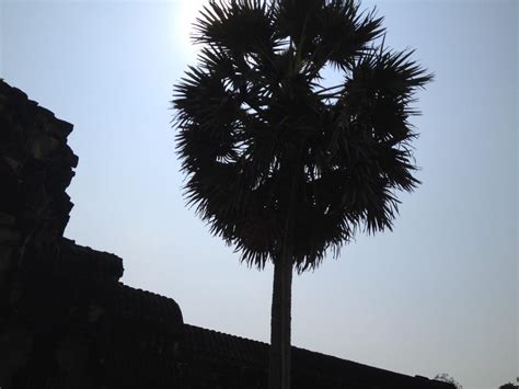 The tree in Cambodia by hueylengyong15 on DeviantArt