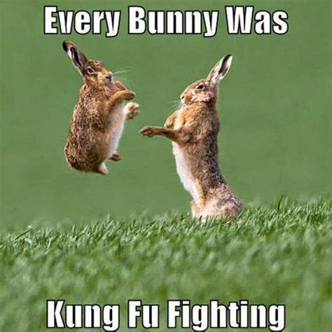 Rabbit Memes