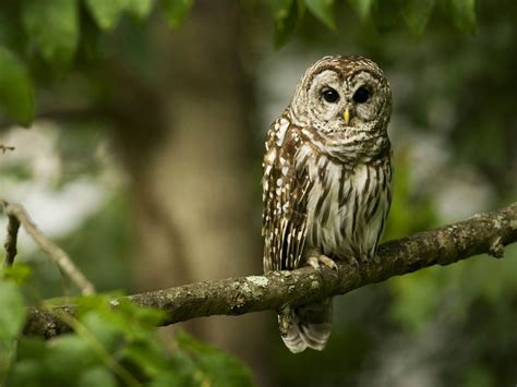 Free download Funny Owl Wallpapers Funny Owl Desktop Wallpapers Funny ...