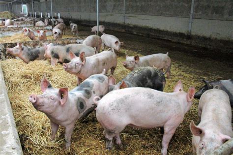 Happy pigs at an ultra-modern organic farm - Pig Progress