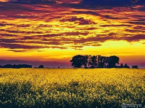 Yesterday I saw a beautiful landscape of a flowering canola field at sunset. photo by @robrye ...