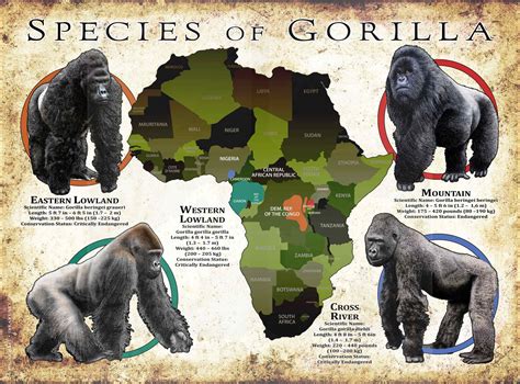 Mountain Gorilla Habitat Map