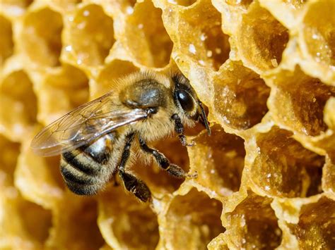 How do bees make honey? From the hive to the pot | Live Science