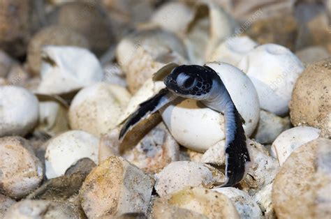 Hatching green turtle - Stock Image - Z752/0197 - Science Photo Library