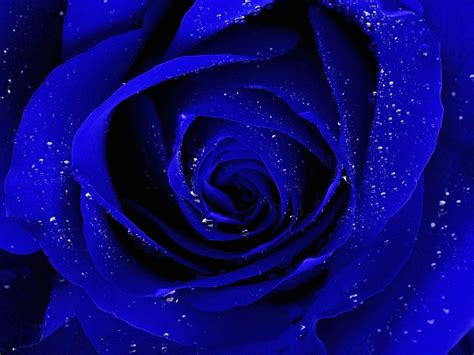 Blue Flowers Wallpapers - Wallpaper Cave