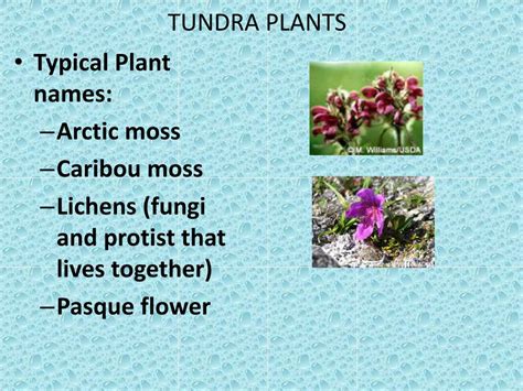 Tundra Biome Plants Names