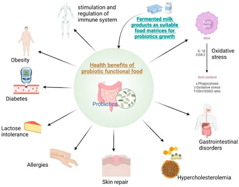 Fermentation Process For Kids