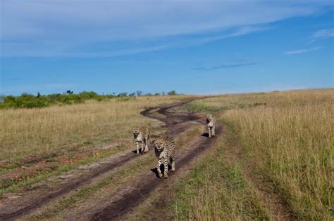 Safari in Masai Mara on Christmas - Eco Adventure Safaris