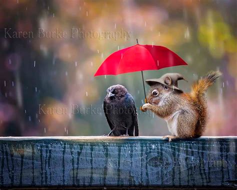 Funny Red Squirrel, Funny Animal Art, Whimsical Animal Art, Black Bird ...