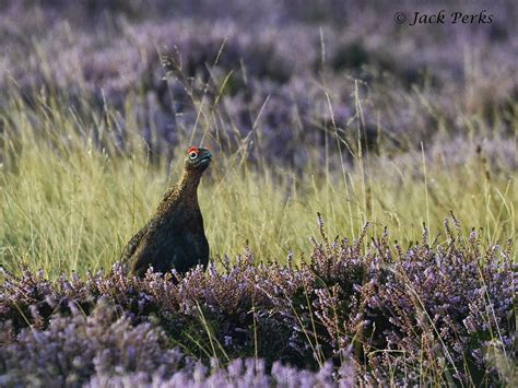 Jack Perks Photography: Peak District Wildlife & Landscapes