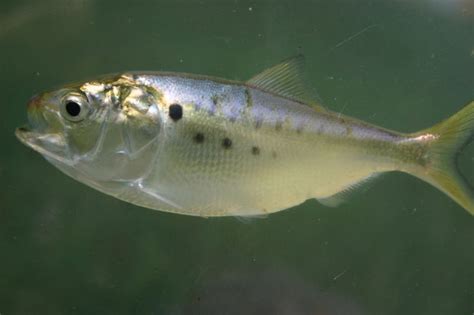 Menhaden - Definition of Menhaden