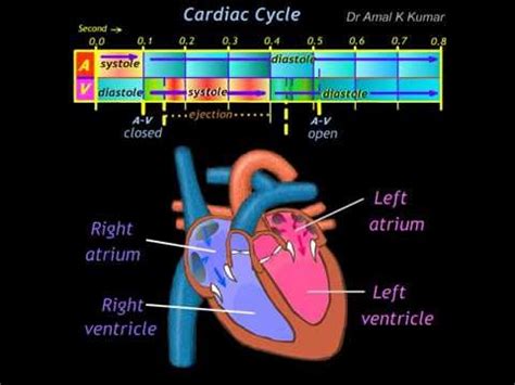 Cardiac Cycle Drawing