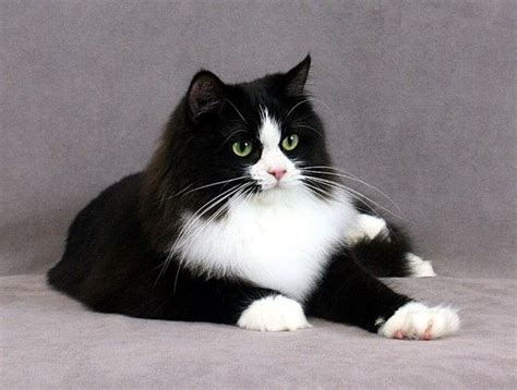 Ragdoll Black And White Cat Breeds - Dogs And Cats Wallpaper