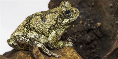 Gray tree frog | Smithsonian's National Zoo and Conservation Biology Institute