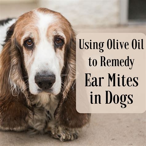 Can Humans Get Dog Ear Mites