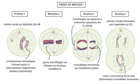 Clase 8 Cromosomas Mitosis Meiosis | Images and Photos finder