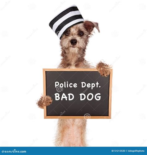 Bad Dog Prisoner Stock Photo - Image: 51213530